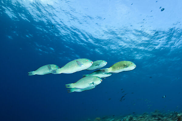 Schwarm Blauband-Papageifische, Scarus ghobban, Sued Male Atoll, Indischer Ozean, Malediven