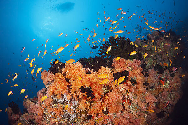 Buntes Korallenriff, Nord Male Atoll, Indischer Ozean, Malediven