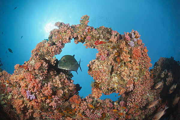 Buntes Korallenriff, Nord Male Atoll, Indischer Ozean, Malediven