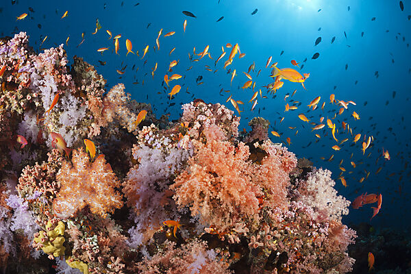 Buntes Korallenriff, Nord Male Atoll, Indischer Ozean, Malediven