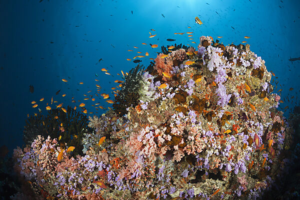 Buntes Korallenriff, Nord Male Atoll, Indischer Ozean, Malediven