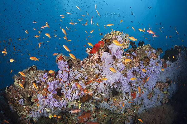 Buntes Korallenriff, Nord Male Atoll, Indischer Ozean, Malediven