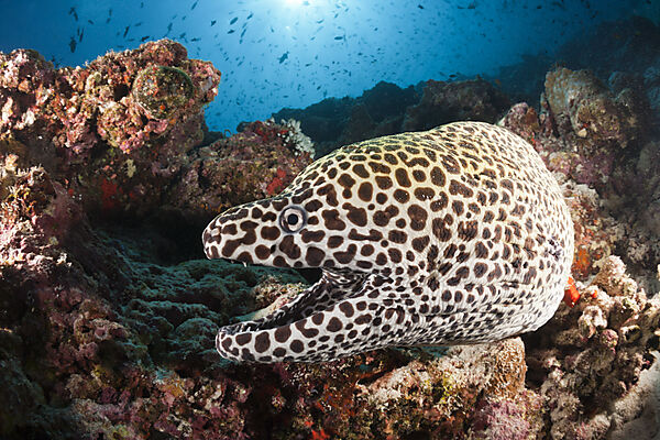 Grosse Netzmuraene, Gymnothorax favagineus, Nord Male Atoll, Indischer Ozean, Malediven