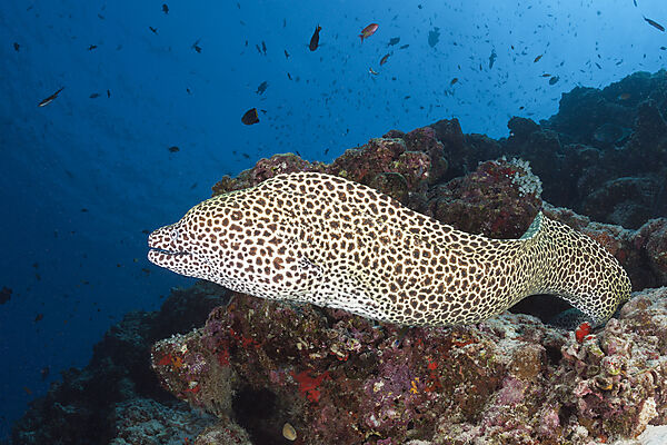 Grosse Netzmuraene, Gymnothorax favagineus, Nord Male Atoll, Indischer Ozean, Malediven