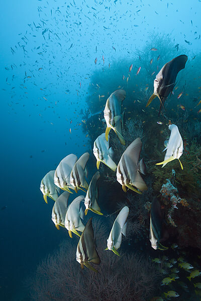 Schwarm Langflossen-Fledermausfische, Platax teira, Sued Male Atoll, Indischer Ozean, Malediven
