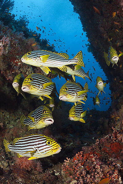 Schwarm Orientalische Suesslippen, Plectorhinchus vittatus, Sued Male Atoll, Indischer Ozean, Malediven
