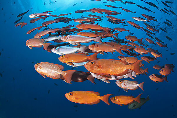 Schwarm Riff-Grossaugen, Priacanthus hamrur, Nord Male Atoll, Indischer Ozean, Malediven