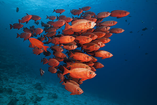 Schwarm Riff-Grossaugen, Priacanthus hamrur, Nord Male Atoll, Indischer Ozean, Malediven