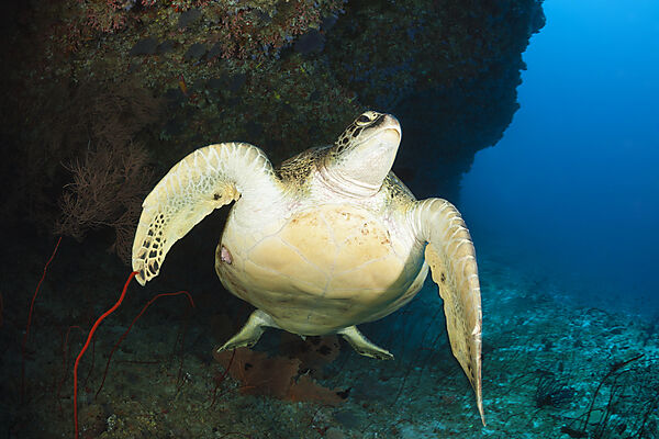 Gruene Meeresschildkroete, Chelonia mydas, Nord Male Atoll, Indischer Ozean, Malediven