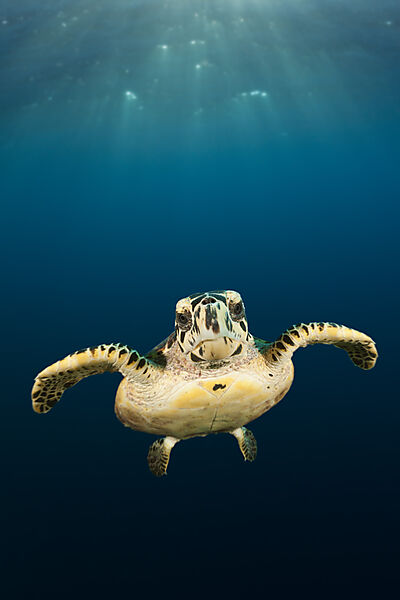 Echte Karettschildkroete, Eretmochelys imbricata, Sued Male Atoll, Indischer Ozean, Malediven