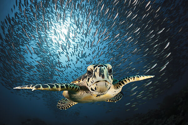 Echte Karettschildkroete, Eretmochelys imbricata, Sued Male Atoll, Indischer Ozean, Malediven