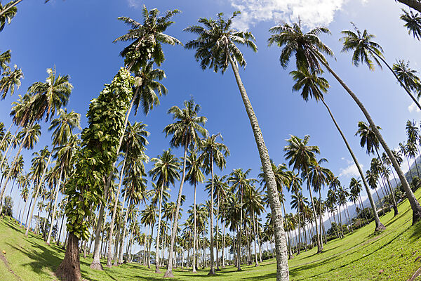 Palmen an der Suedkueste von Tahiti, Tahiti, Franzoesisch-Polynesien