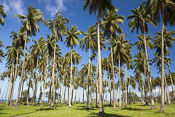 Palmen an der Suedkueste von Tahiti, Tahiti, Franzoesisch-Polynesien