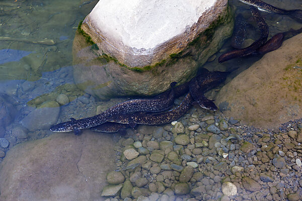 Freshwater Eels in Papenoo River, Tahiti, French Polynesia