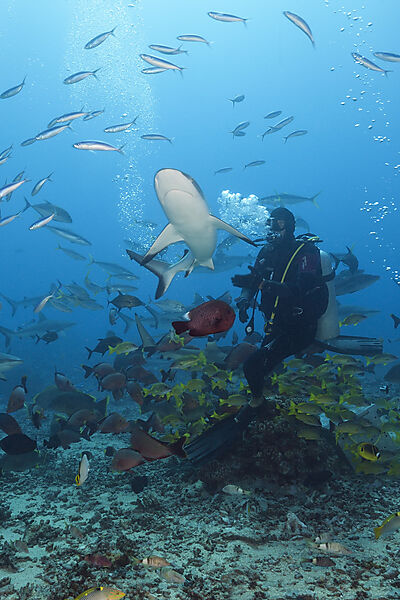 Graue Riffhaie bei Haifuetterung, Carcharhinus amblyrhynchos, Tahiti, Franzoesisch-Polynesien