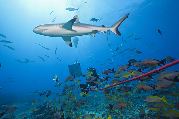 Graue Riffhaie bei Haifuetterung, Carcharhinus amblyrhynchos, Tahiti, Franzoesisch-Polynesien