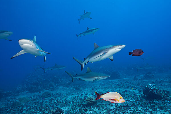 Graue Riffhaie, Carcharhinus amblyrhynchos, Tahiti, Franzoesisch-Polynesien