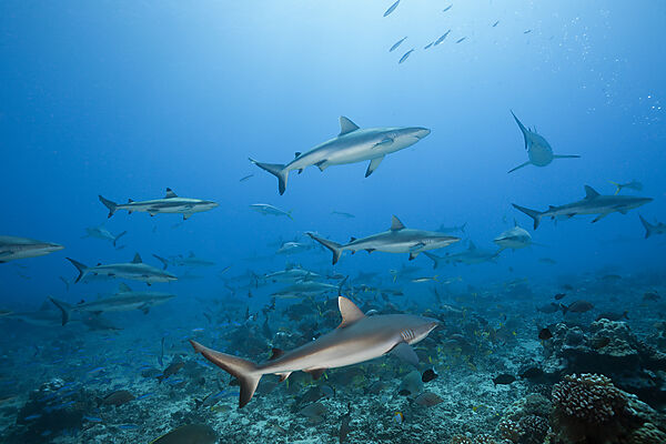 Graue Riffhaie, Carcharhinus amblyrhynchos, Tahiti, Franzoesisch-Polynesien