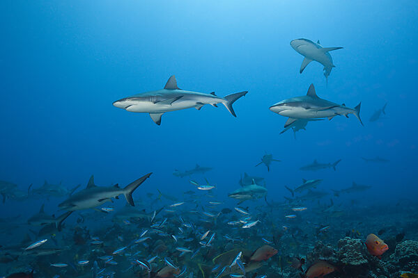 Graue Riffhaie, Carcharhinus amblyrhynchos, Tahiti, Franzoesisch-Polynesien