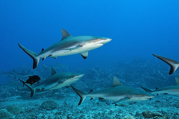 Graue Riffhaie, Carcharhinus amblyrhynchos, Tahiti, Franzoesisch-Polynesien
