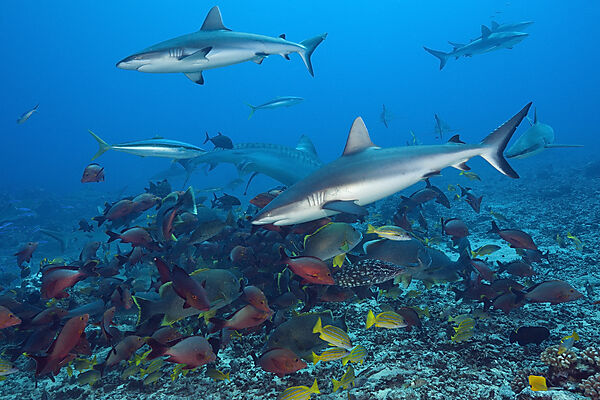 Graue Riffhaie, Carcharhinus amblyrhynchos, Tahiti, Franzoesisch-Polynesien
