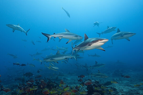 Graue Riffhaie, Carcharhinus amblyrhynchos, Tahiti, Franzoesisch-Polynesien