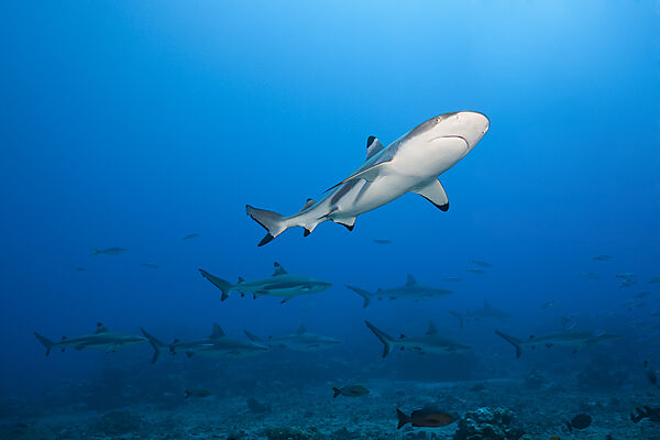 Graue Riffhaie, Carcharhinus amblyrhynchos, Tahiti, Franzoesisch-Polynesien