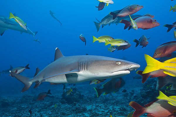 Grauer Riffhai, Carcharhinus amblyrhynchos, Tahiti, Franzoesisch-Polynesien