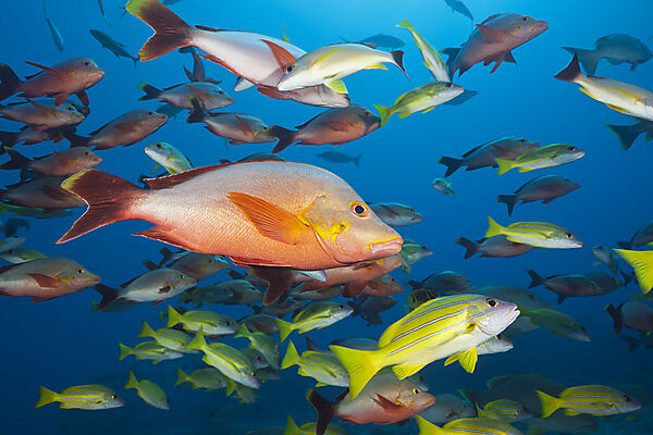 Buckel-Schnapper und Blaustreifen-Schnapper, Lutjanus gibbus, Lutjanus kasmira, Tahiti, Franzoesisch-Polynesien