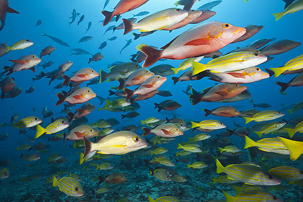 Buckel-Schnapper und Blaustreifen-Schnapper, Lutjanus gibbus, Lutjanus kasmira, Tahiti, Franzoesisch-Polynesien