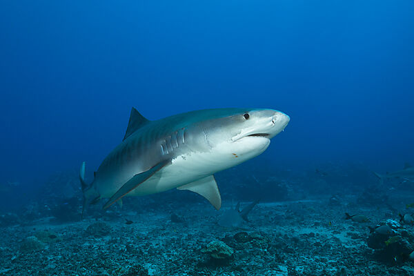 Tigerhai, Galeocerdo cuvier, Tahiti, Franzoesisch-Polynesien