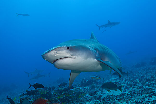 Tigerhai, Galeocerdo cuvier, Tahiti, Franzoesisch-Polynesien