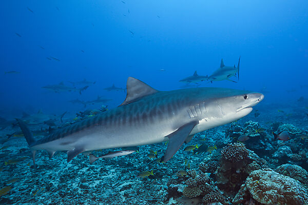 Tigerhai, Galeocerdo cuvier, Tahiti, Franzoesisch-Polynesien