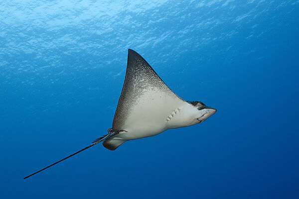 Adlerrochen, Aetobatus narinari, Ahe Atoll, Tuamotu Archipel, Franzoesisch Polynesien