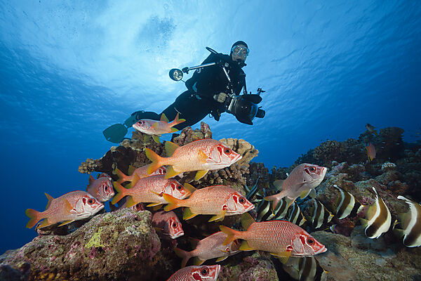 Schwarm Grossdorn-Husarenfische, Ahe Atoll, Tuamotu Archipel, Franzoesisch Polynesien