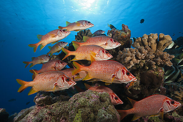 Shoal of Longjawed Squirrelfish, Ahe Atoll, Tuamotu Archipel, French Polynesia