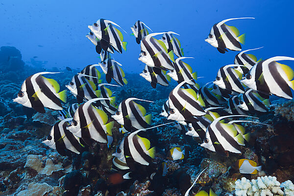 Shoal of Longfin Bannerfish, Heniochus acuminatus, Ahe Atoll, Tuamotu Archipel, French Polynesia