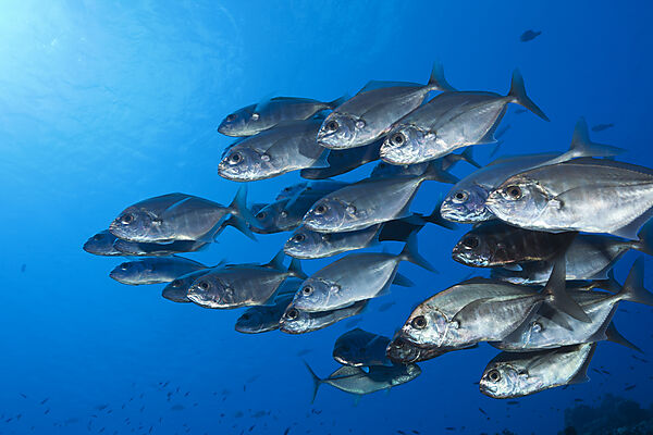 Shoal of Cottonmouth Jack, Uraspis secunda, Ahe Atoll, Tuamotu Archipel, French Polynesia