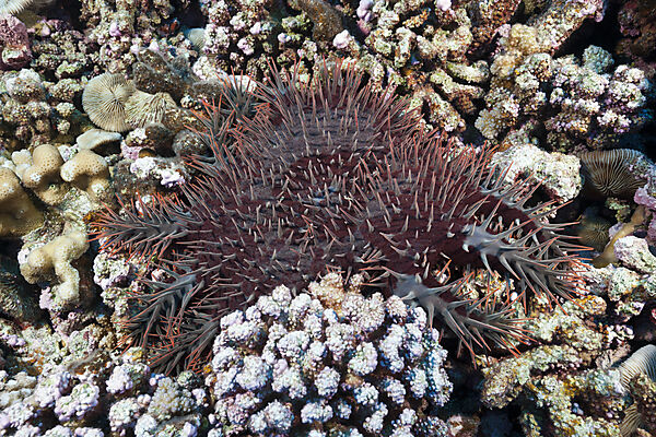 Dornenkronen-Seestern schaedigt Riff, Acanthaster placi, Ahe Atoll, Tuamotu Archipel, Franzoesisch Polynesien