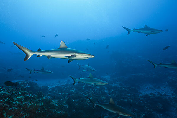 Graue Riffhaie, Carcharhinus amblyrhynchos, Fakarava, Tuamotu Archipel, Franzoesisch Polynesien