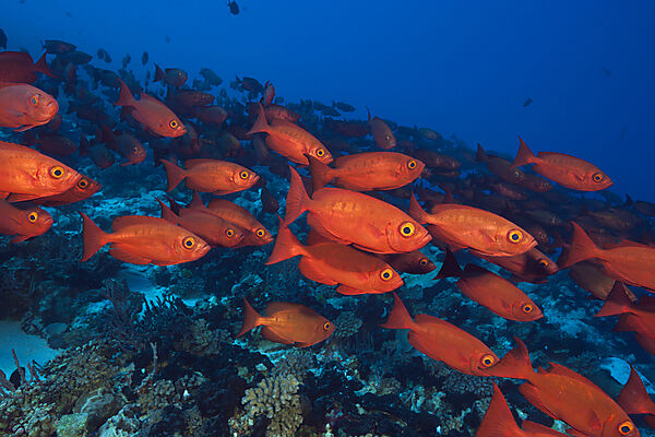 Shoal of Crescent-tail Bigeye, Priacanthus hamrur, Fakarava, Tuamotu Archipel, French Polynesia