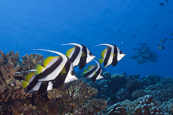 Shoal of Longfin Bannerfish, Heniochus acuminatus, Fakarava, Tuamotu Archipel, French Polynesia