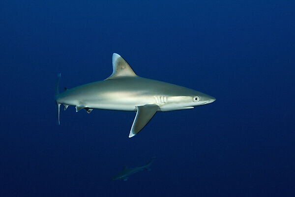 Silberspitzenhai, Carcharhinus albimarginatus, Fakarava, Tuamotu Archipel, Franzoesisch Polynesien