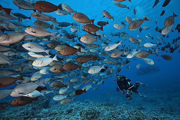 Schwarm Graue Doktorfische, Acanthurus mata, Fakarava, Tuamotu Archipel, Franzoesisch Polynesien