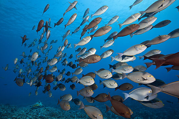 Schwarm Graue Doktorfische, Acanthurus mata, Fakarava, Tuamotu Archipel, Franzoesisch Polynesien