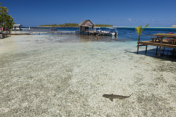 Riffhai in Lagune von Tetamanu Village, Fakarava, Tuamotu Archipel, Franzoesisch Polynesien