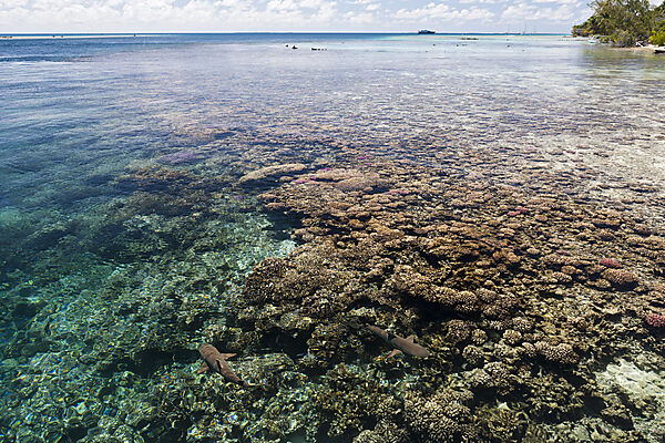 Riffhaie in Lagune von Tetamanu Village, Fakarava, Tuamotu Archipel, Franzoesisch Polynesien