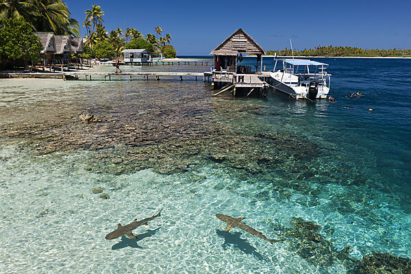 Riffhaie in Lagune von Tetamanu Village, Fakarava, Tuamotu Archipel, Franzoesisch Polynesien