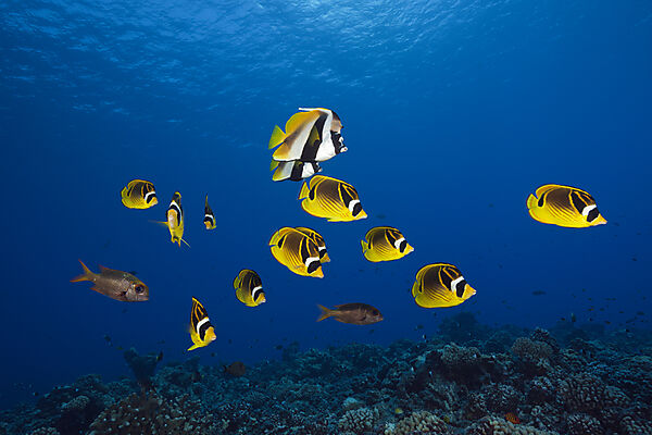 Schwarm Mondsichel-Falterfische, Chaetodon lunula, Fakarava, Tuamotu Archipel, Franzoesisch Polynesien