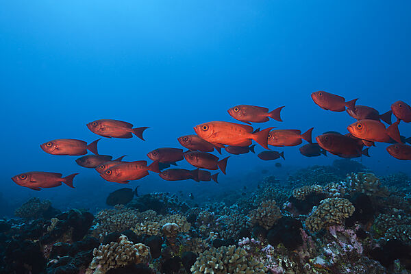 Schwarm Riff-Grossaugen, Priacanthus hamrur, Fakarava, Tuamotu Archipel, Franzoesisch Polynesien